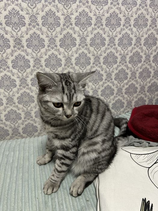 Кошка котик кот