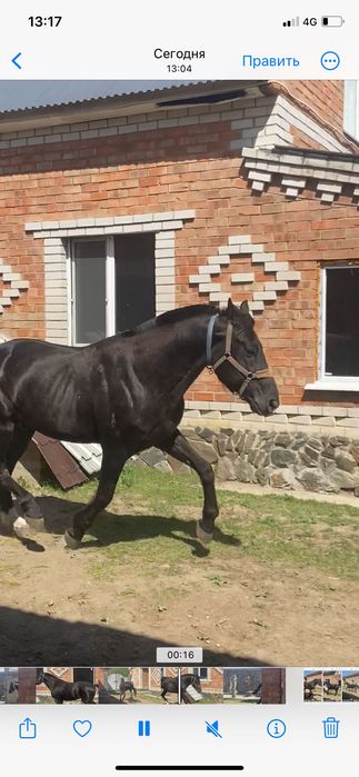 Продам коня француза