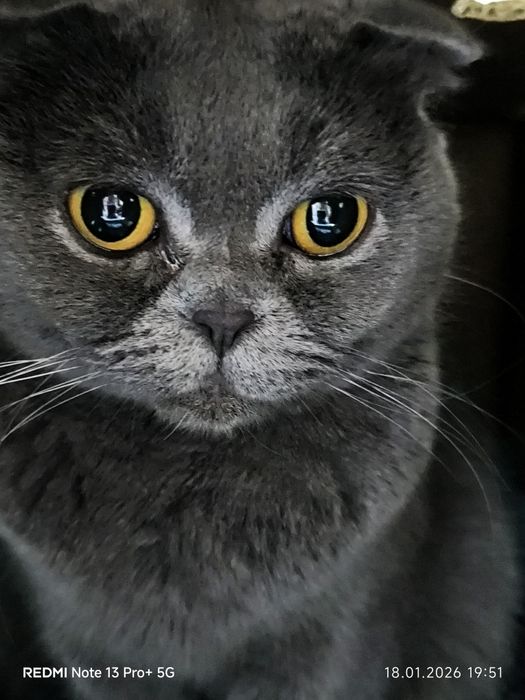 Зотлий Мушук! эрка ва аёл 2 таси 140$