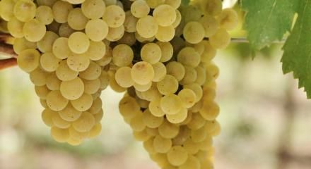Struguri de vin, Livrare Gratuita la Domiciliu, Dela Producători