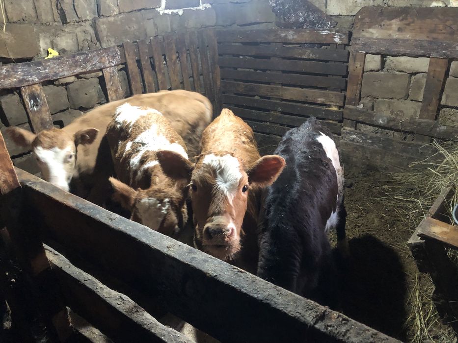 Продам духмесячных телят