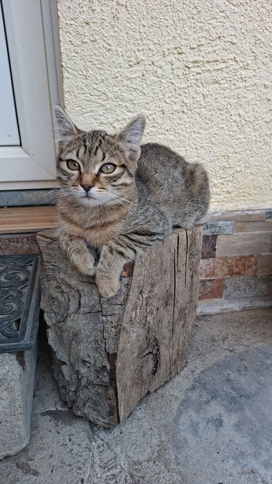 Pisici spre adoptie