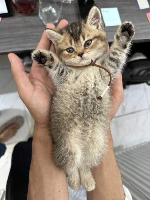 Продается котенок!!!