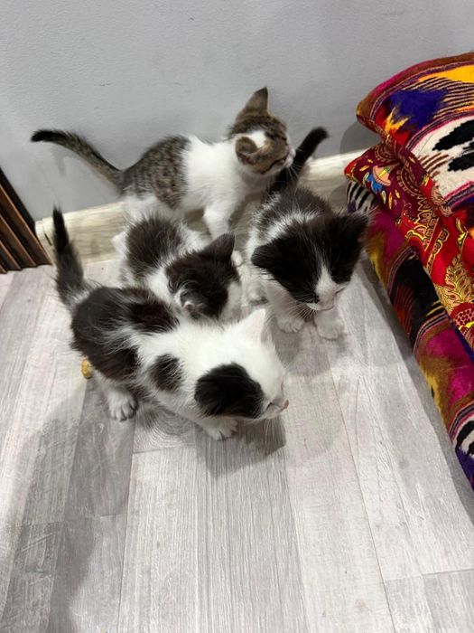 Кошка с котятами
