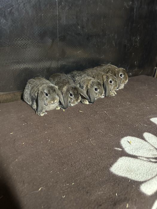 Iepuri berbec german pitic