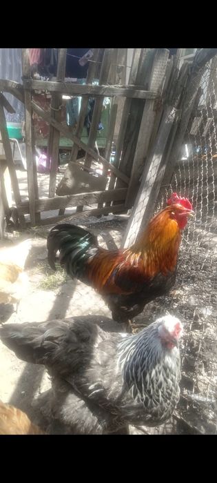 Продам племеных петухов