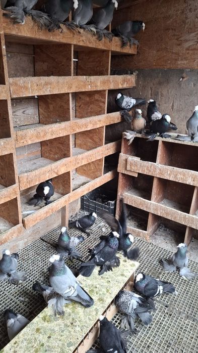 Vând lot de 50 randunele,  preoti și scut de saxonia