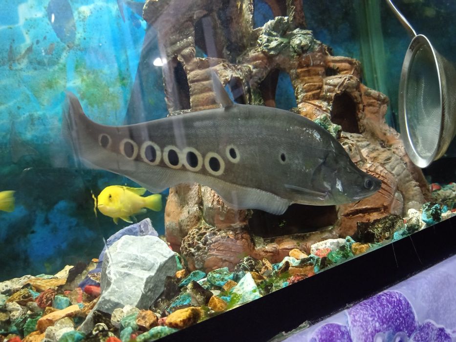 Индийский ножка 22