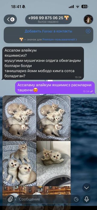 Вязка ! чистакровная Серебрестая Шиншилла  NS11 приглашаем кошек !