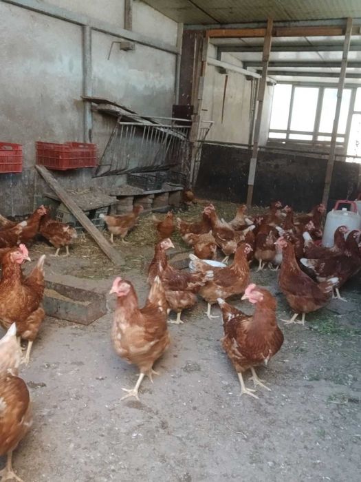 Продавам ярки кокошки и петли