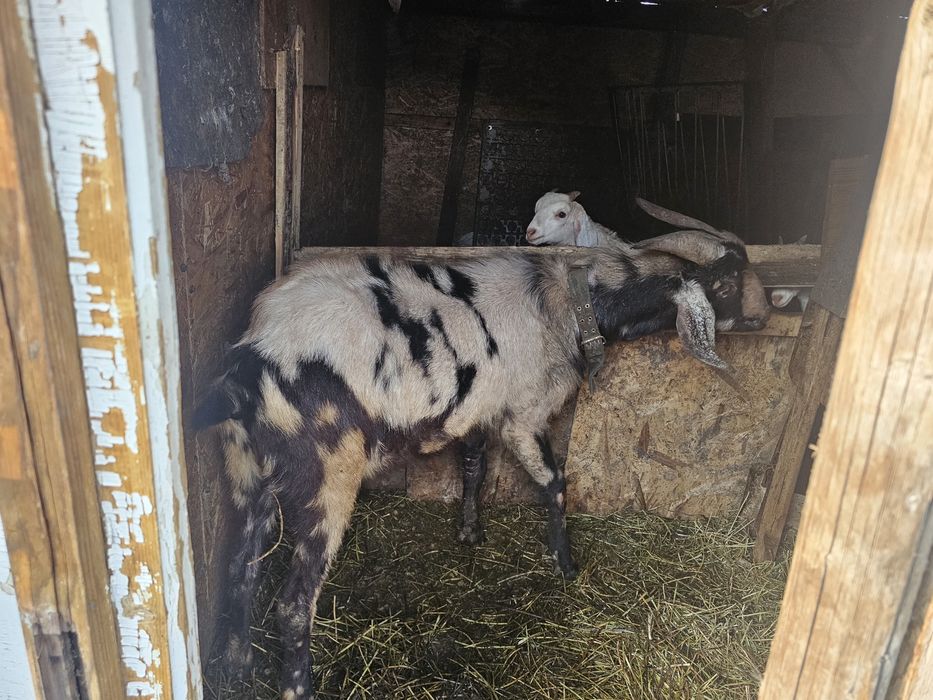 Capra si tap anglo-nubian cu pedigre