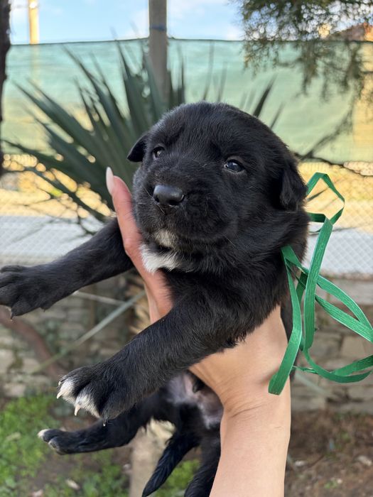 Подарявам кученца