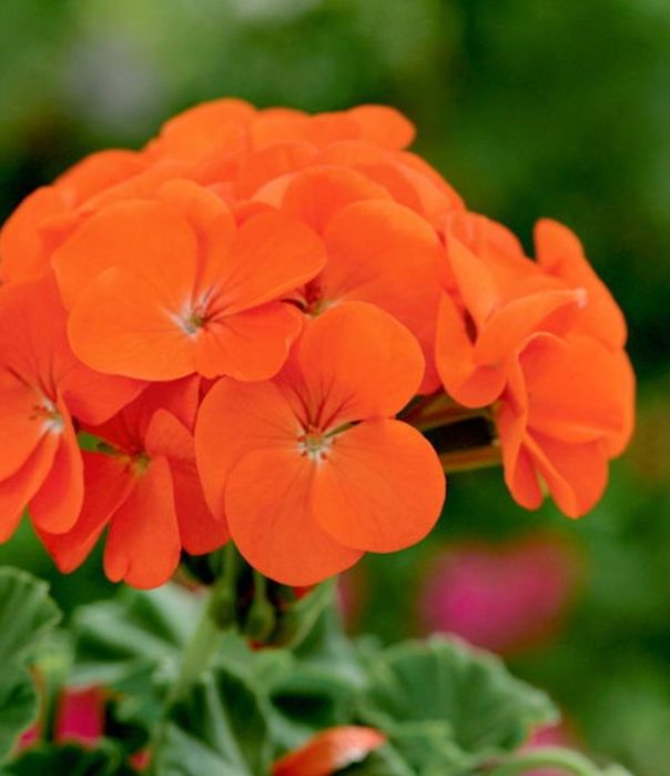 Комнатные цветы. Герань и каланхое