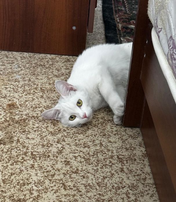 Кошечка в хорошую семью