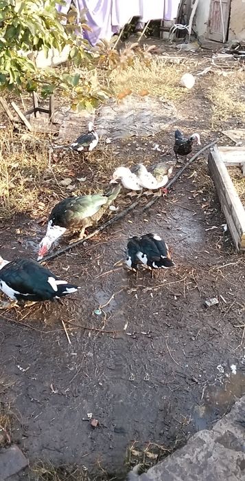 Продам индоуток ,штучно или семьей