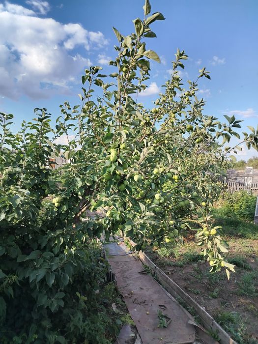 Продам дачу в городе. 9 линия.