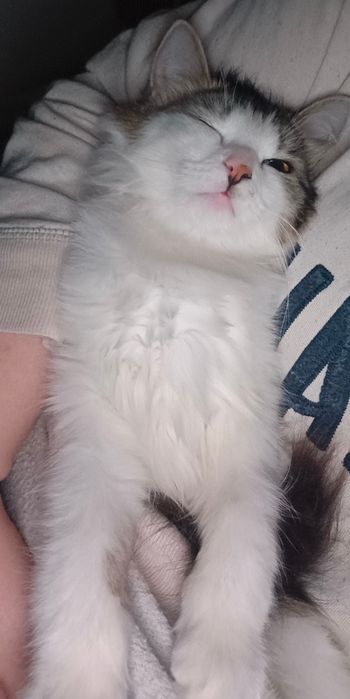 Срочно! Пропала Кошка!
