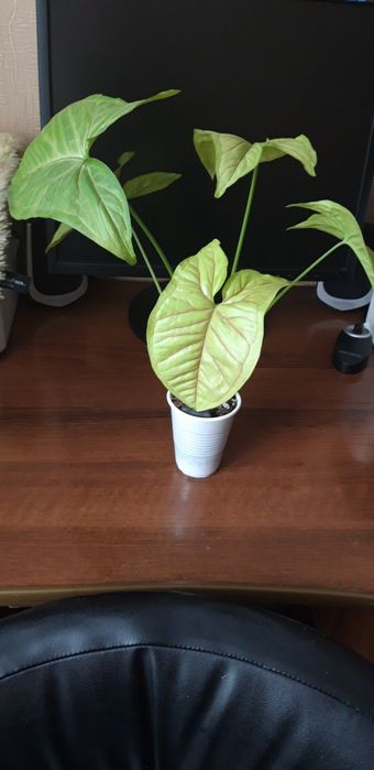 Сингониум Манго лайм