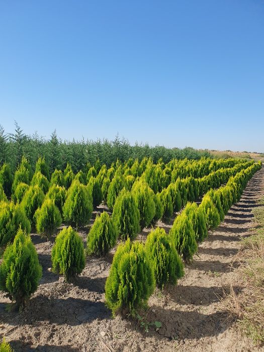 Platani englezesc Photinia Red Robin Laur englezesc  leylandi mestecan tei stejar Palmieri Măslini
