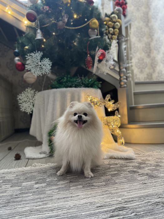 Вязка шпица