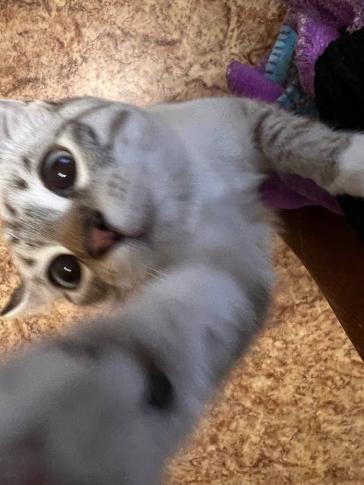 Отдам котенка сиамца