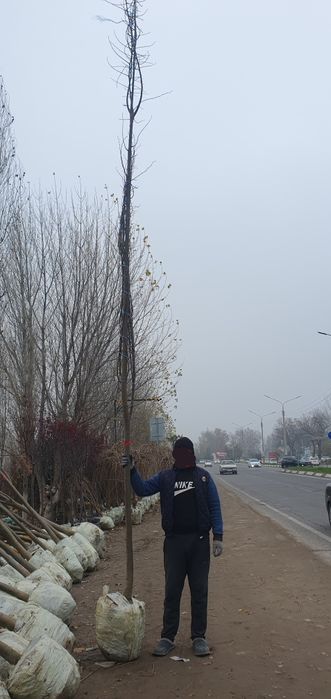 Липа дарахти сотилади