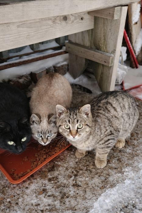 Котята 4 месяца 3 шт.