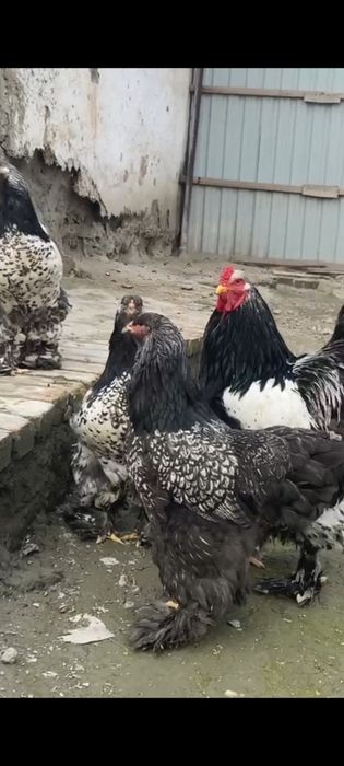 Brama 1+4 Sotiladi bir joyga