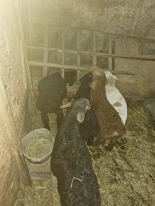 Продам ягнят гисаров