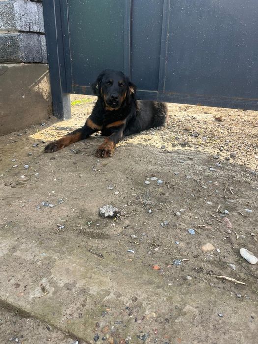 Собака чистый ротвейлер