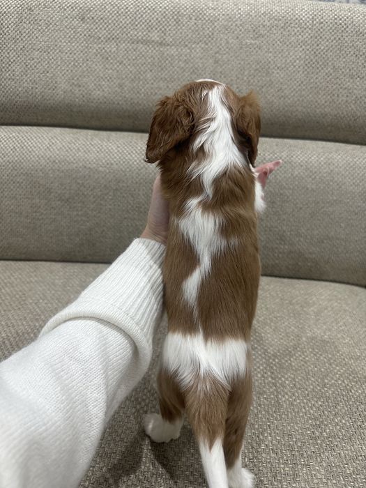 Щенки кавалер кинг чарльз спаниеля