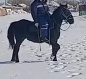 Жеребец обученый 2годовалый