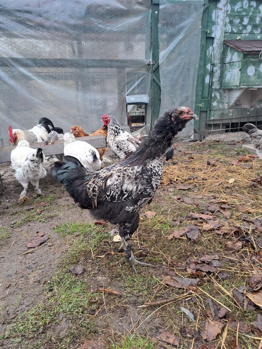 Cocoș metis de ameraucana, marans, italiana