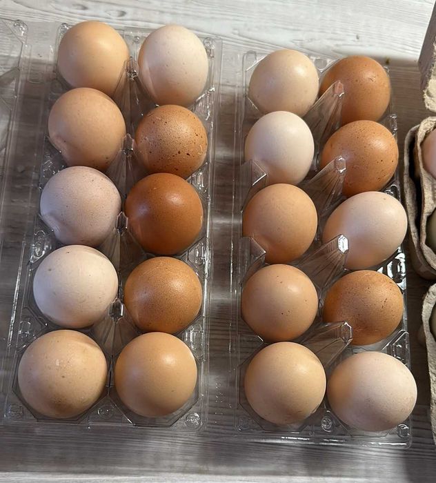 Ouă Eco de Casă – Proaspete și Naturale!