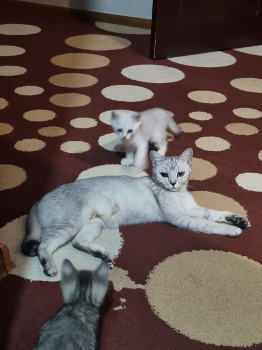 Серебристая шиншилла 2 та боласи билан срочно сотилади