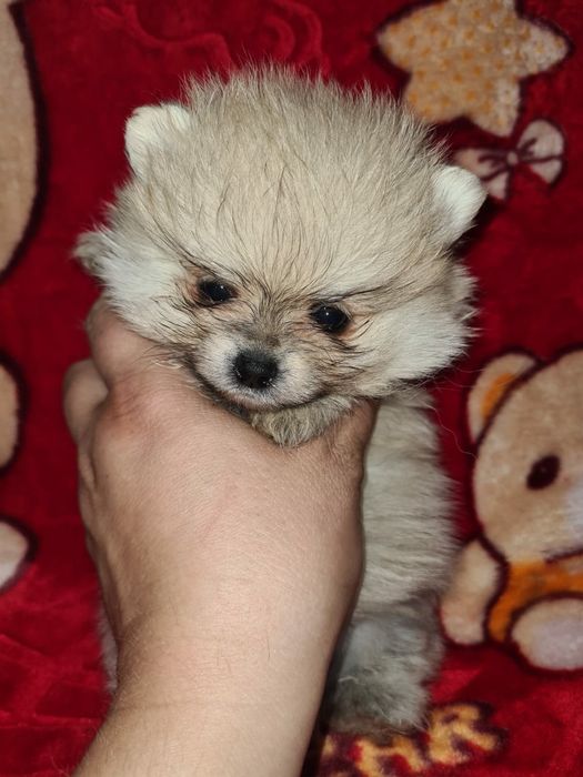 Продам мишек померашек