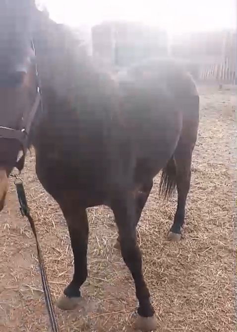 Откорм байтал сатылады