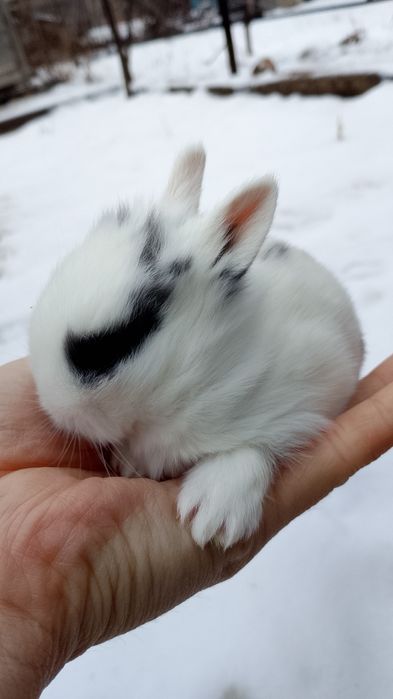 Декоративная кролик