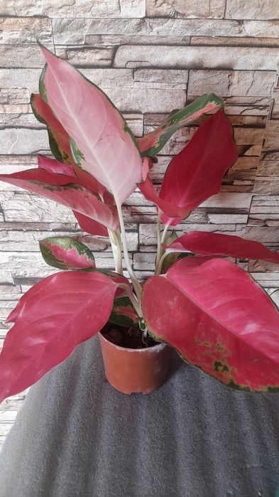 Аглаонема  комнатные