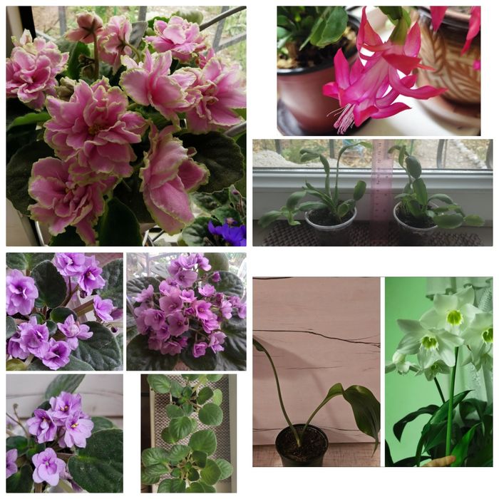 Комнатные цветы, неприхотливые