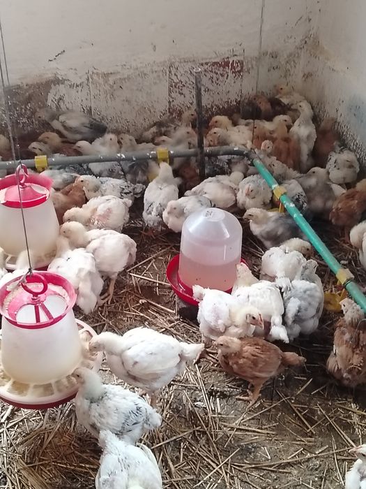 CURCANI ȘI Pui Rasa Mixta
