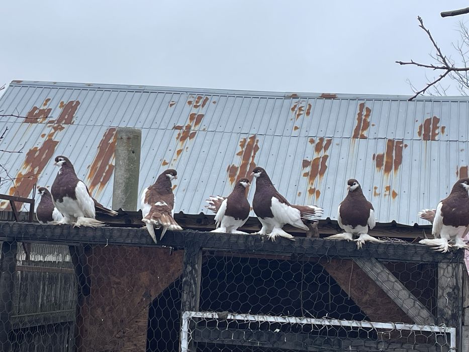 Porumbei Volga Maturi