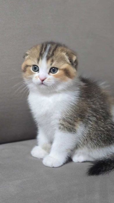 Продаются Шикарные котята!