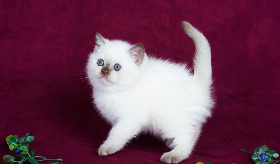 Шотландские малыши