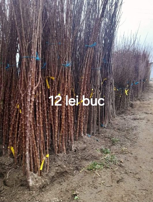 Pomi fructiferi certificati