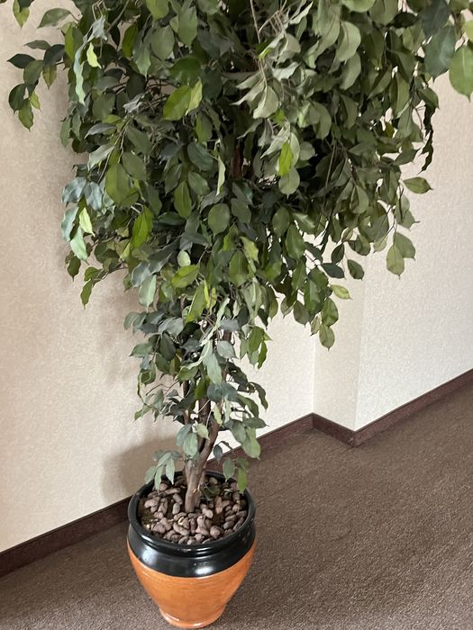 Искуствееные растения в горшке 1.8 м