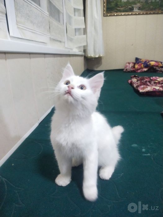 Продается котенок смесь Мейн Кун с турецкой ангоркой