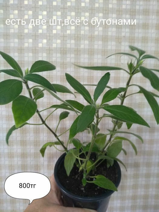 Продам комнатные цветы