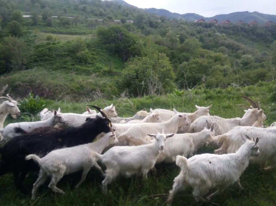 Коз! Козлят! Зааненской породы!