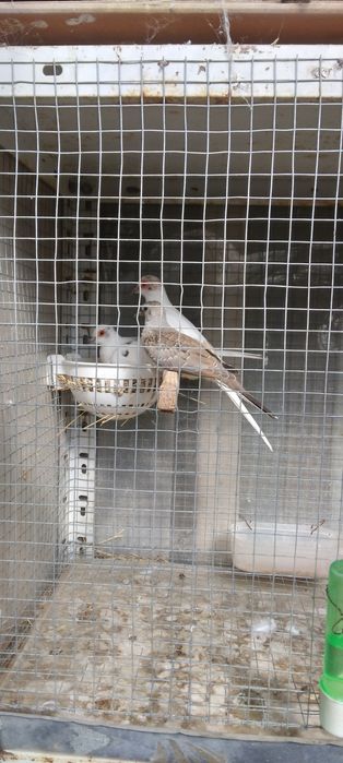 Диамантени гугутки